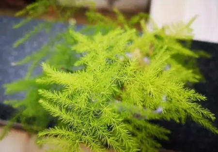 有品位的人都养这3种花，放在家里装饰效果好，观赏性也强(适合放在家里养的花)